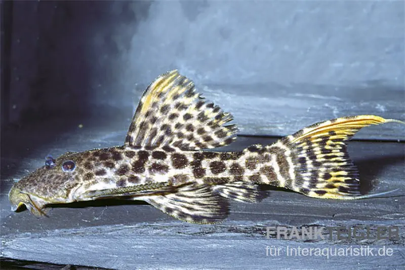 Titanic-Kaktuswels, L273, Pseudacanthicus sp. orange, 5-7 cm