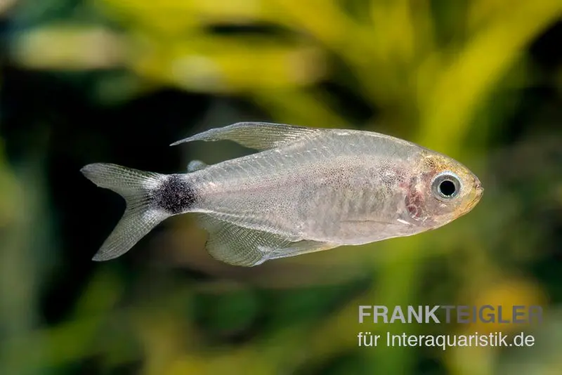 Schilfsalmler, Hyphessobrycon elachys, 1,5-2 cm