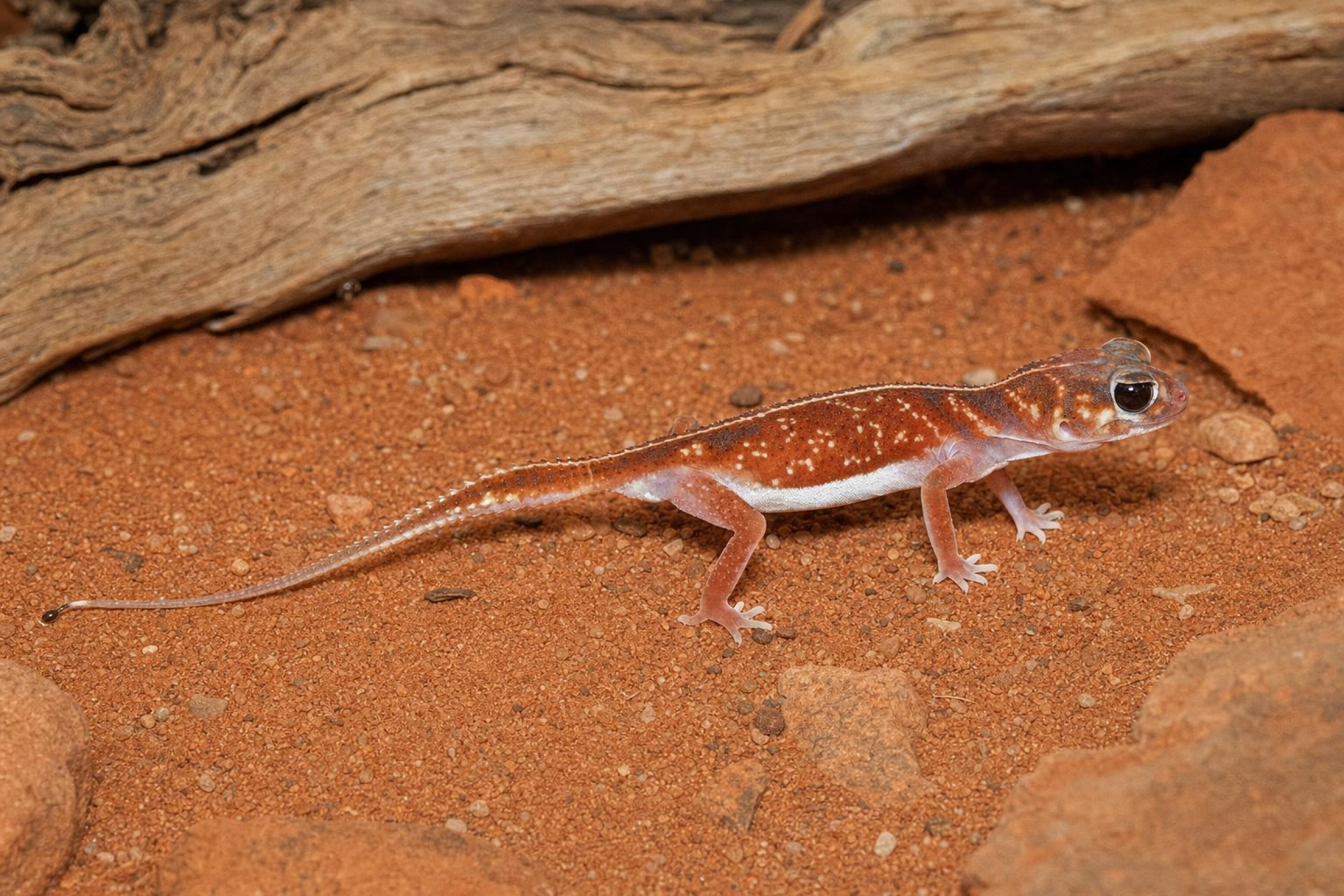 Mittelstreifen-Knopfschwanzgecko, Nephrurus vertebralis