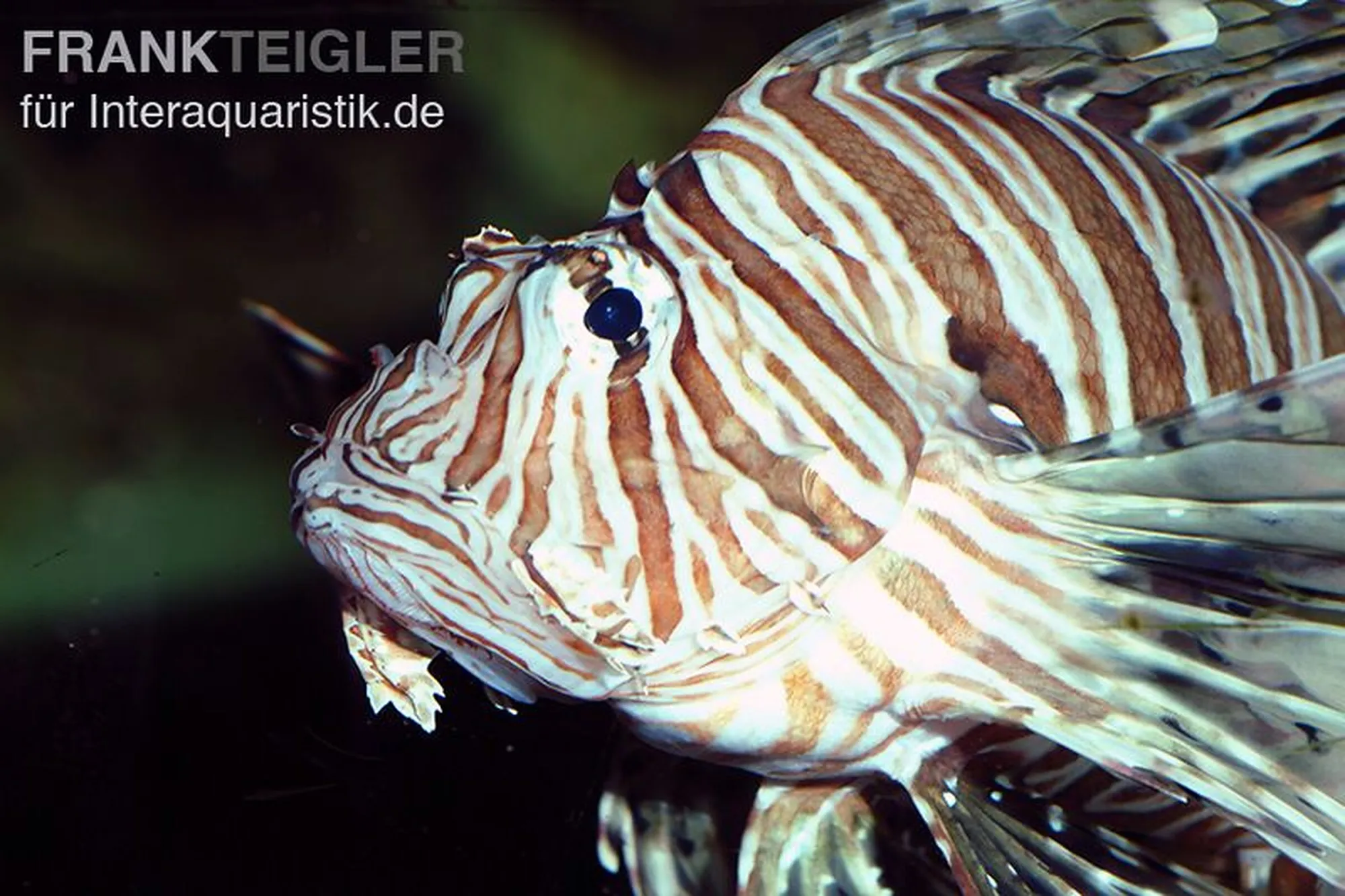 Pazifischer Rotfeuerfisch, Pterois volitans