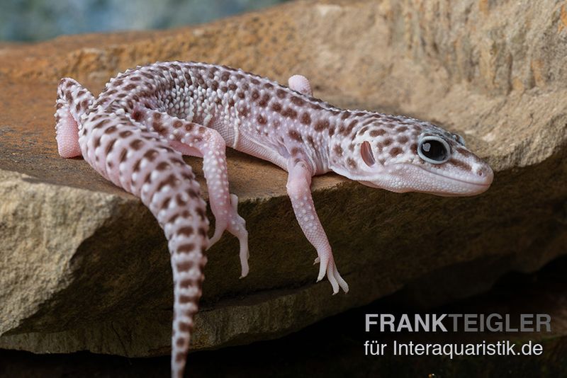 Leopardgecko, Eublepharis macularius, SUPER MACK SNOW