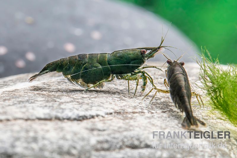 Green Jade Garnele, Neocaridina davidi [10+1 GRATIS]