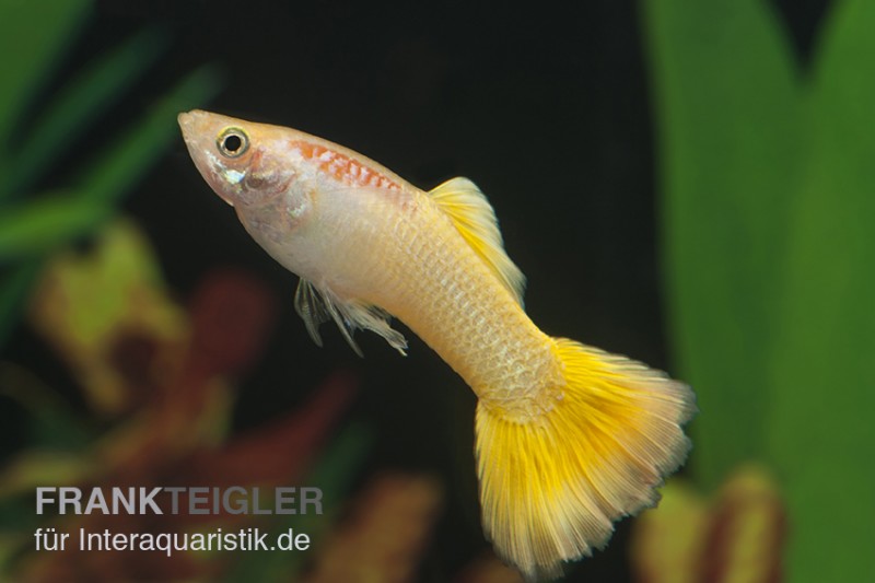 Guppy neongelb, Poecilia reticulata, Guppy Männchen