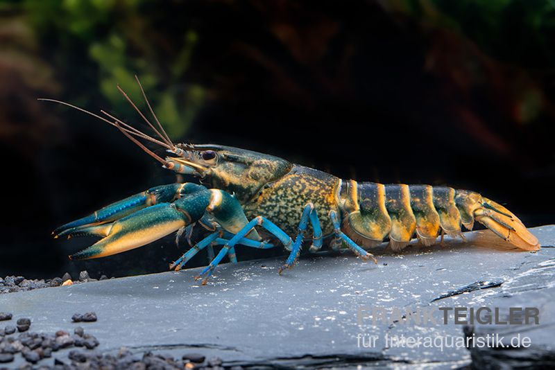 Cherax sp. 'Blue Moon' Snake Skin, Zufällig ausgewählt