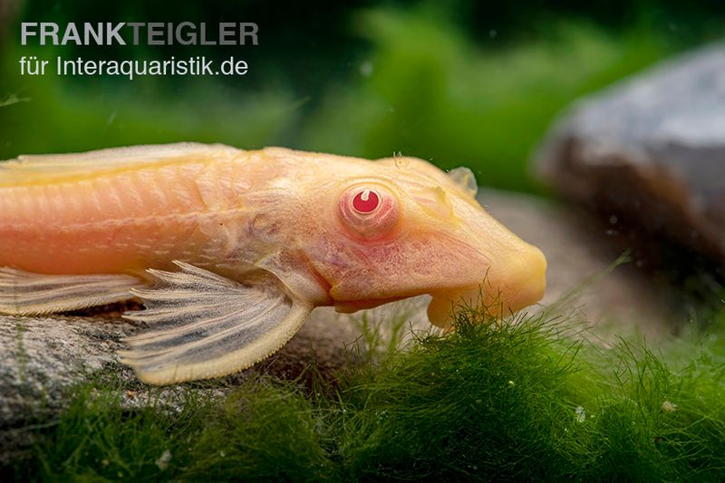 Wabenschilderwels albino, Glyptoperichthys gibbiceps