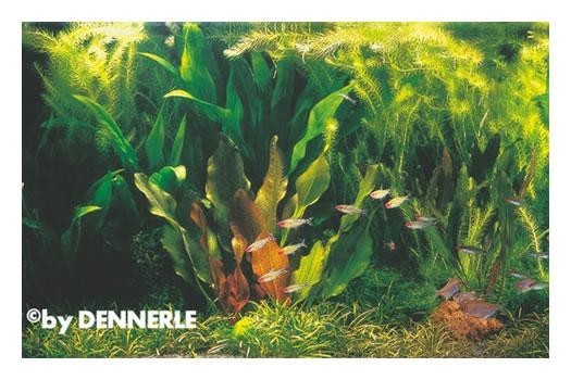 Rio Xingu, 100 x 40 x 50 cm, Aquarienpflanzen-Set, Pflanzensortiment