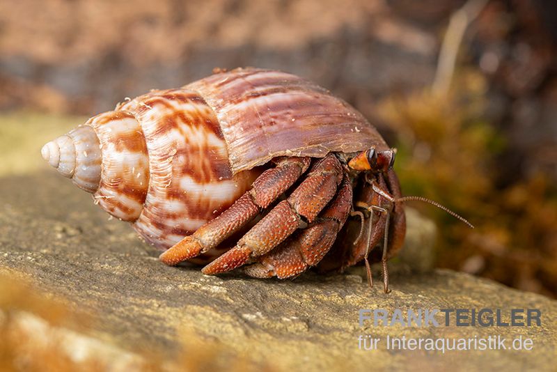 Australischer Landeinsiedlerkrebs, Coenobita variabilis