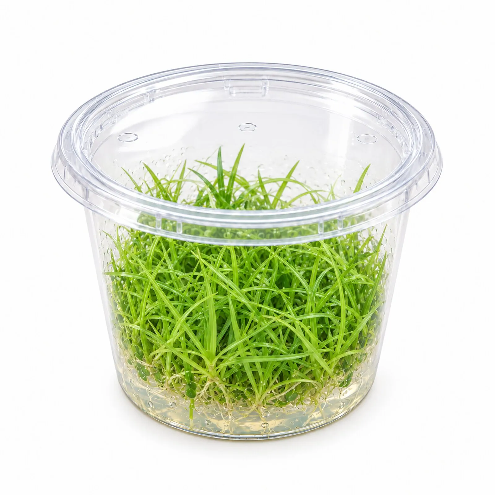 Kriechende Binse, Juncus repens, In Vitro