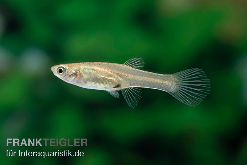 Endler Guppy El Tigre, Poecilia wingei