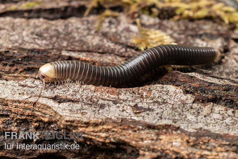 Gelbkopf Tausendfüßer, Spirobolus sp. "Yellow Head"