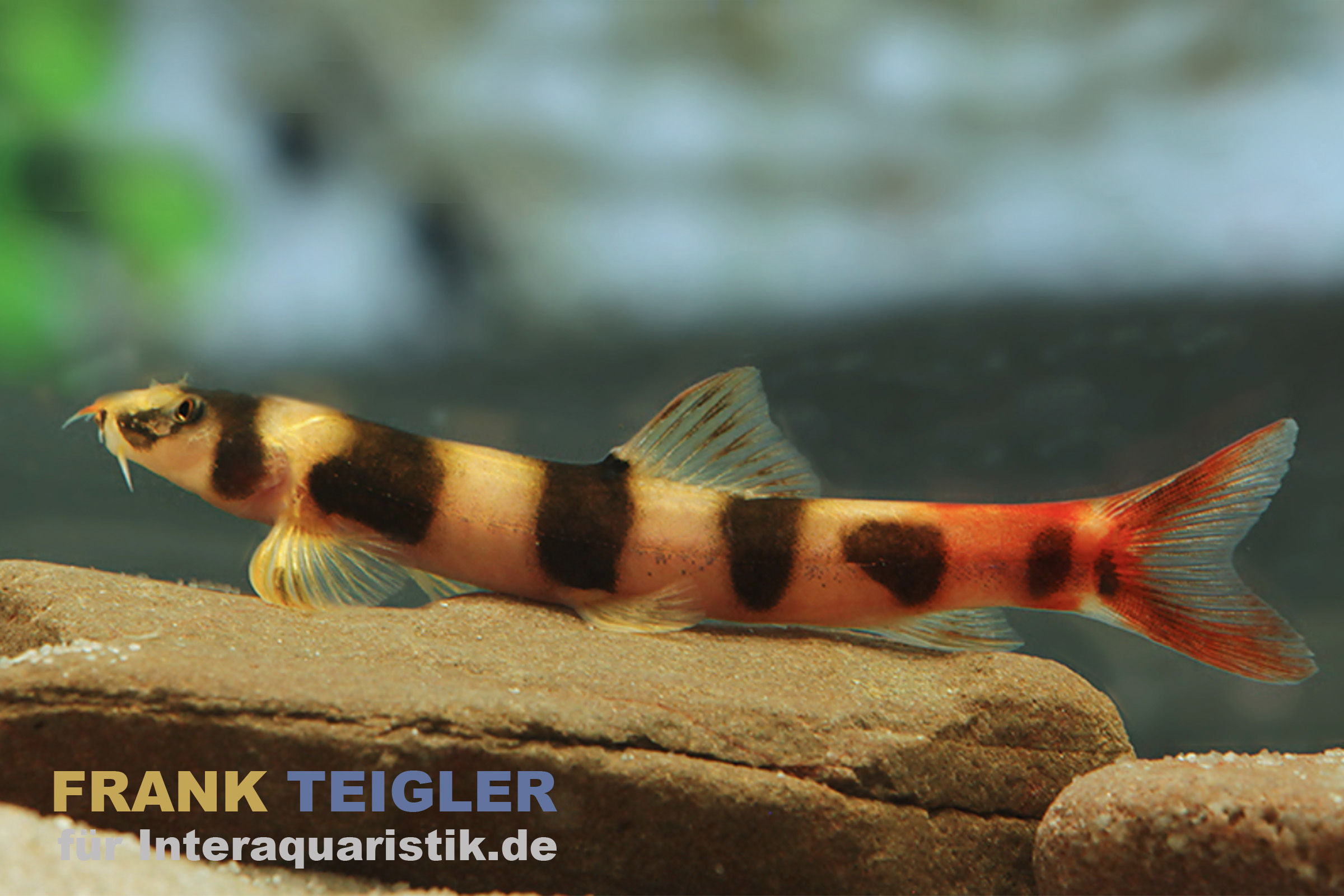 Kapuasschmerle, Kapuasia falaris (Ringel-Schmerle)