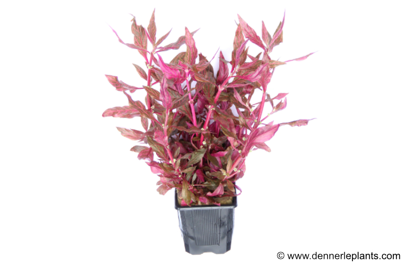 Rosanerviges Papageienblatt, Alternanthera reineckii "Red Ruby", im Topf