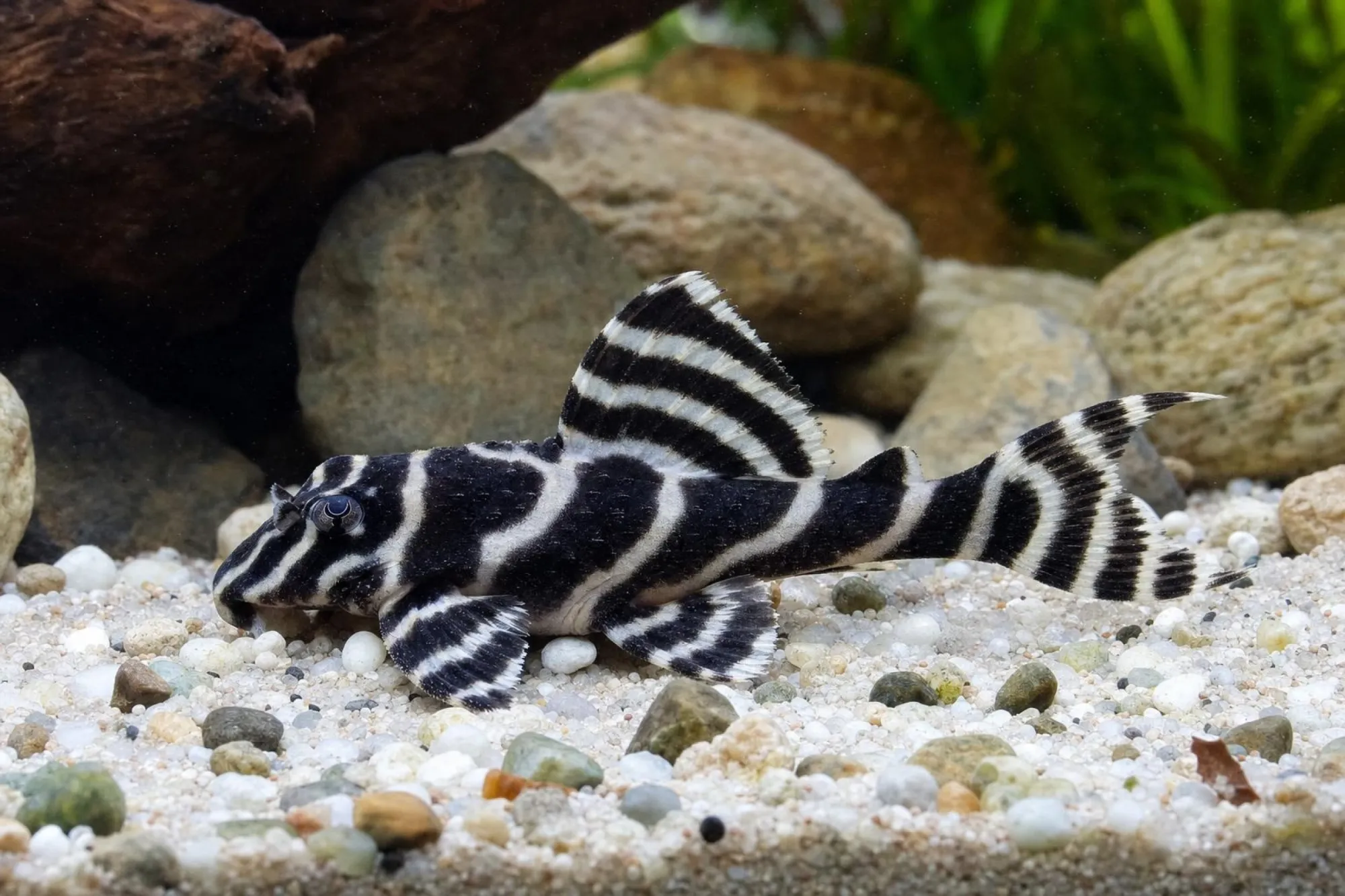 L73-Engelsharnischwels, Hypancistrus sp.