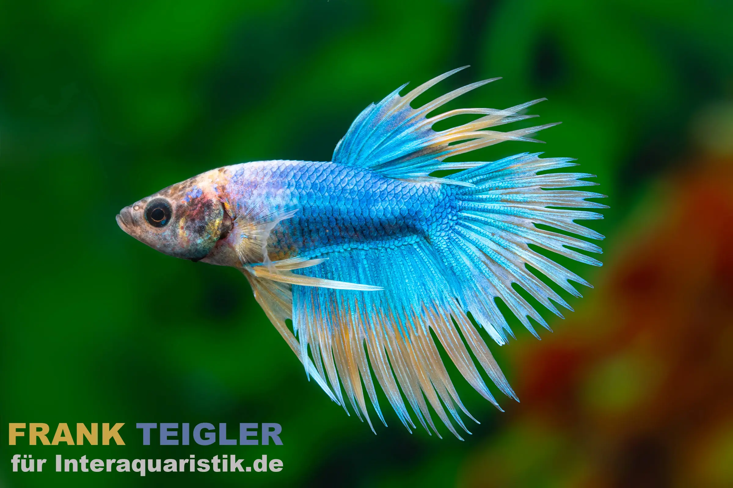 Crown Tail Kampffisch Mustard Green, Betta splendens, Männchen: intensives Blau am Körper, feine gezackte Strahlenflossen mit gelben Spitzen und deutlicher Zweifarbigkeit