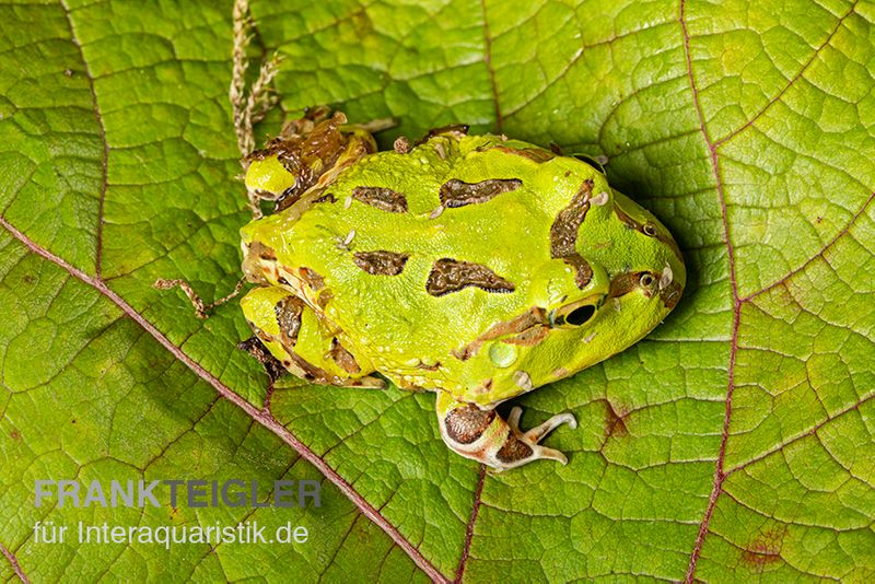 Pazifischer Hornfrosch, Ceratophrys stolzmanni