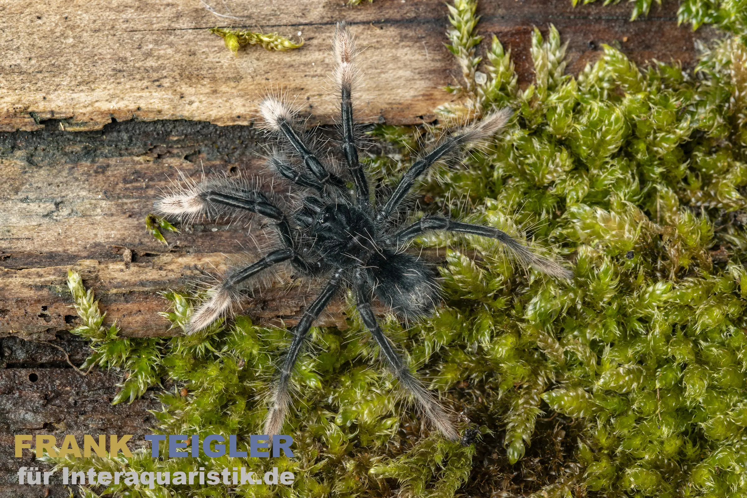 Blassfuß-Riesenvogelspinne, Theraphosa apophysis