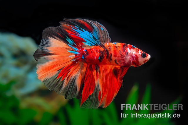 Halfmoon Kampffisch Nemo, Betta splendens, Weiblich