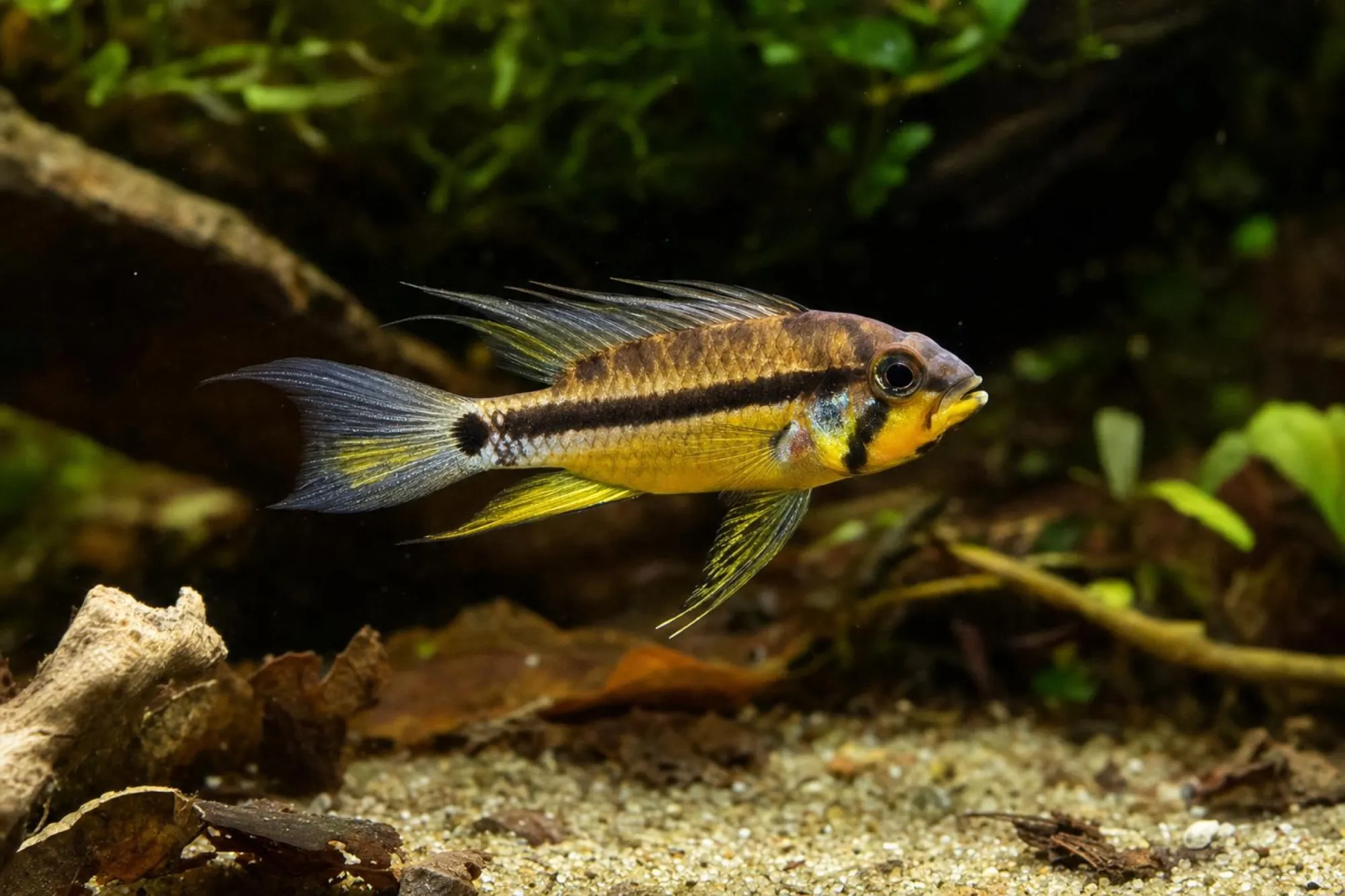 Schwarzkinn-Zwergbuntbarsch, Apistogramma allpahuayo