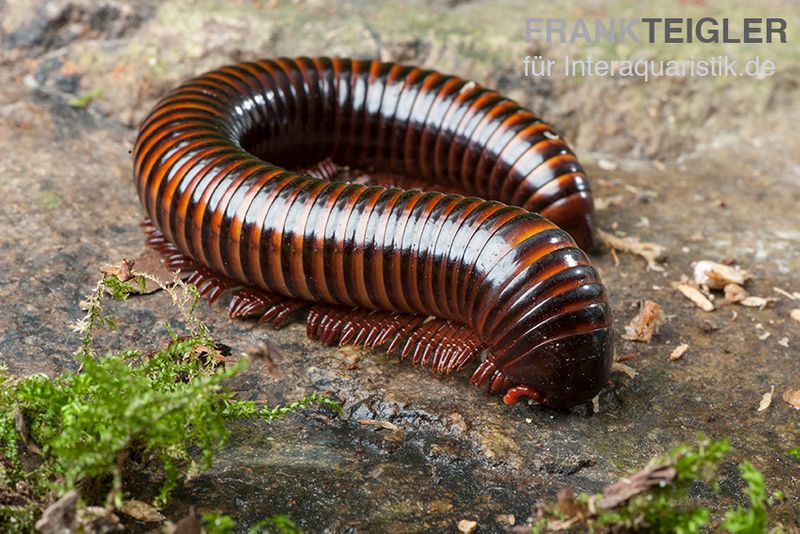 Orange-Striped-Millipede, Spirostreptus hamatus