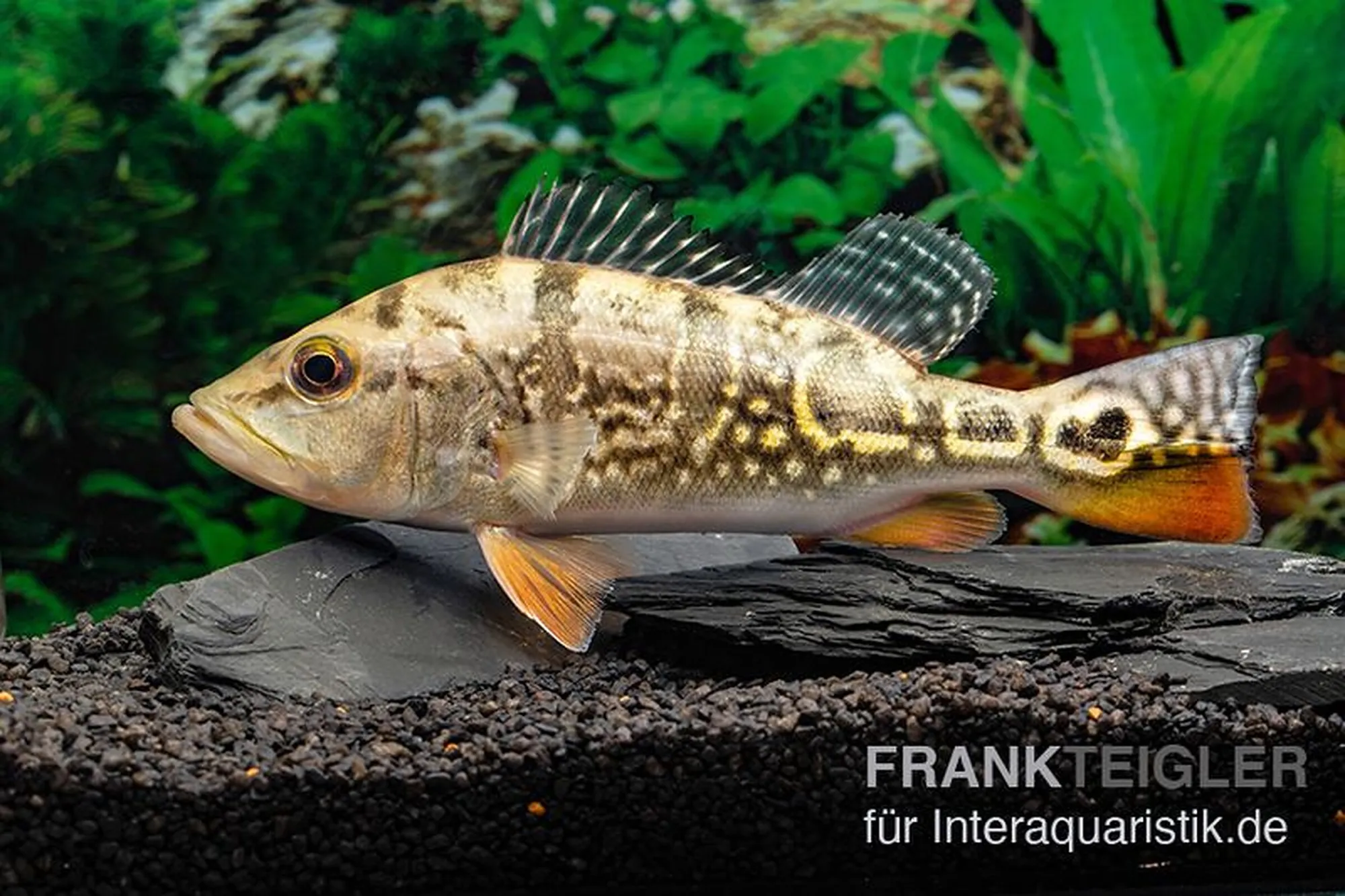 Brokopondo-Kammbuntbarsch „Brokopondo“, Cichla cf. ocellaris „Brokopondo“