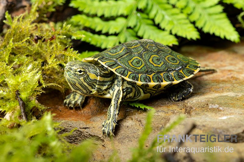 Karibische Schmuckschildkröte, Trachemys venusta