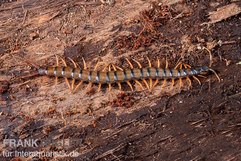 Trigonopodus-Hundertfüßer, Ethmostigmus trigonopodus Niger, Orange