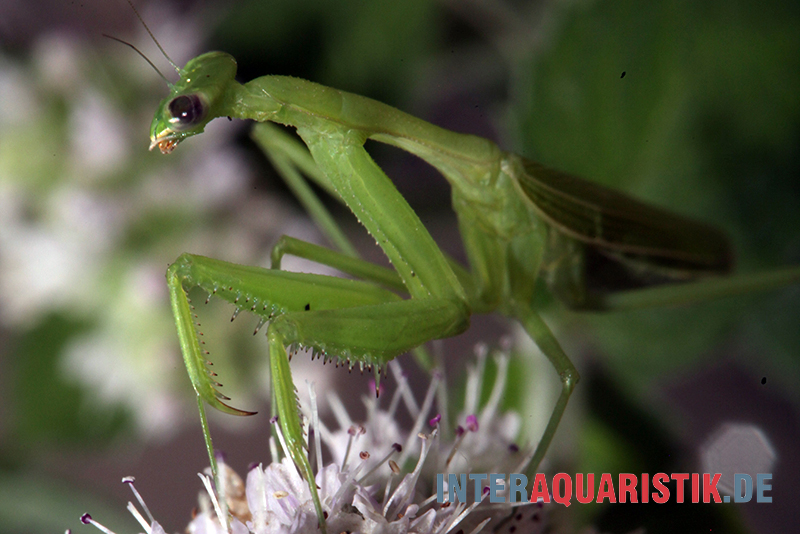 Afrikanische Gottesanbeterin, Sphodromantis bioculata