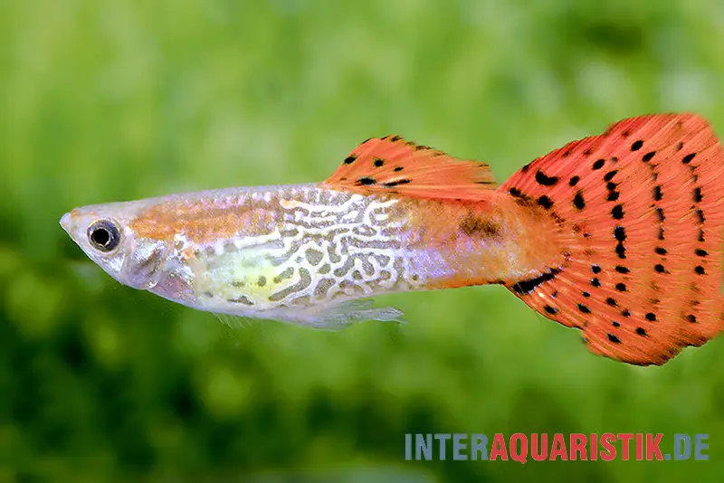 Guppy Cobra rot, Poecilia reticulata, paarweise