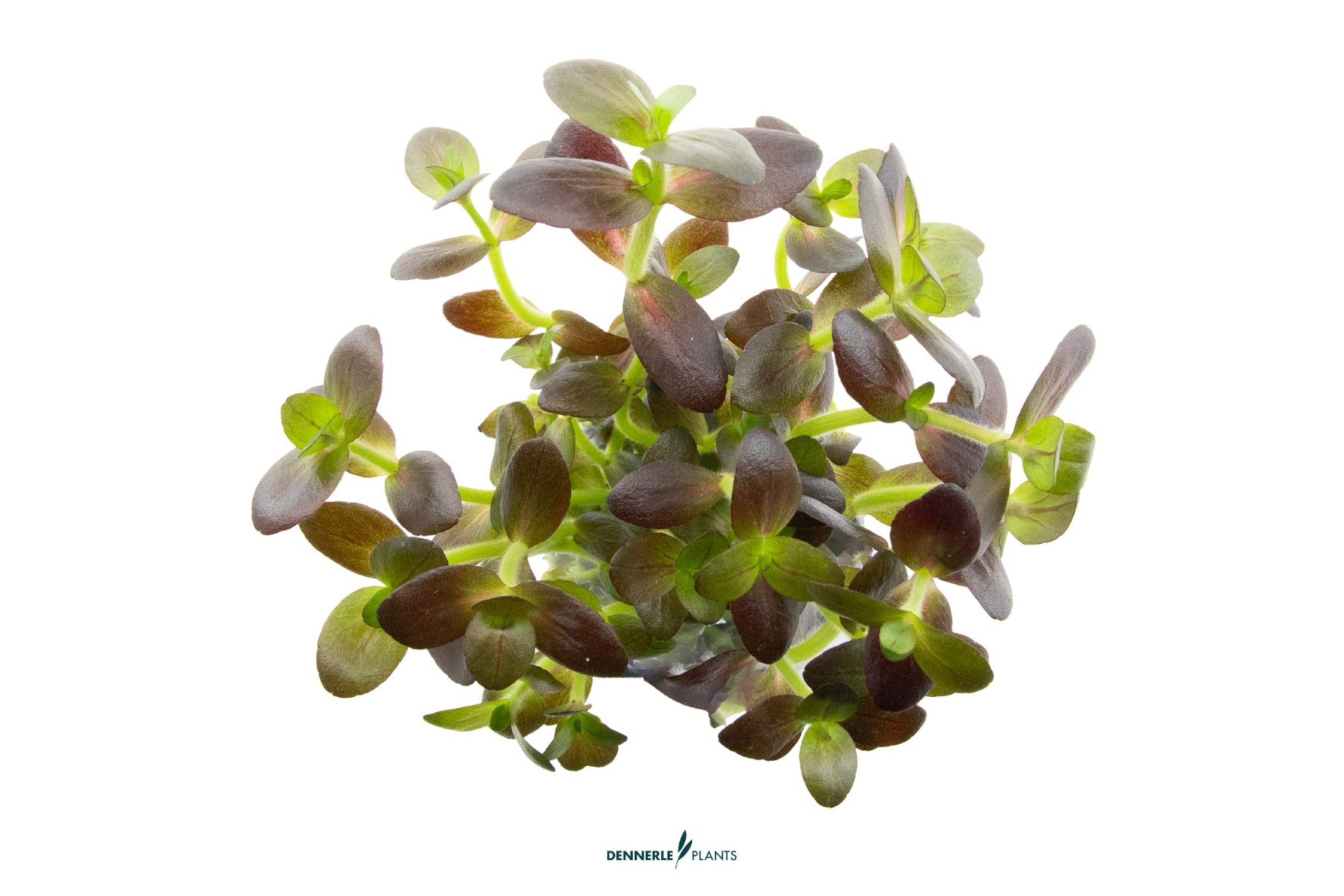 Lila Falsches Fettblatt, Bacopa salzmannii 'Purple',  im Topf