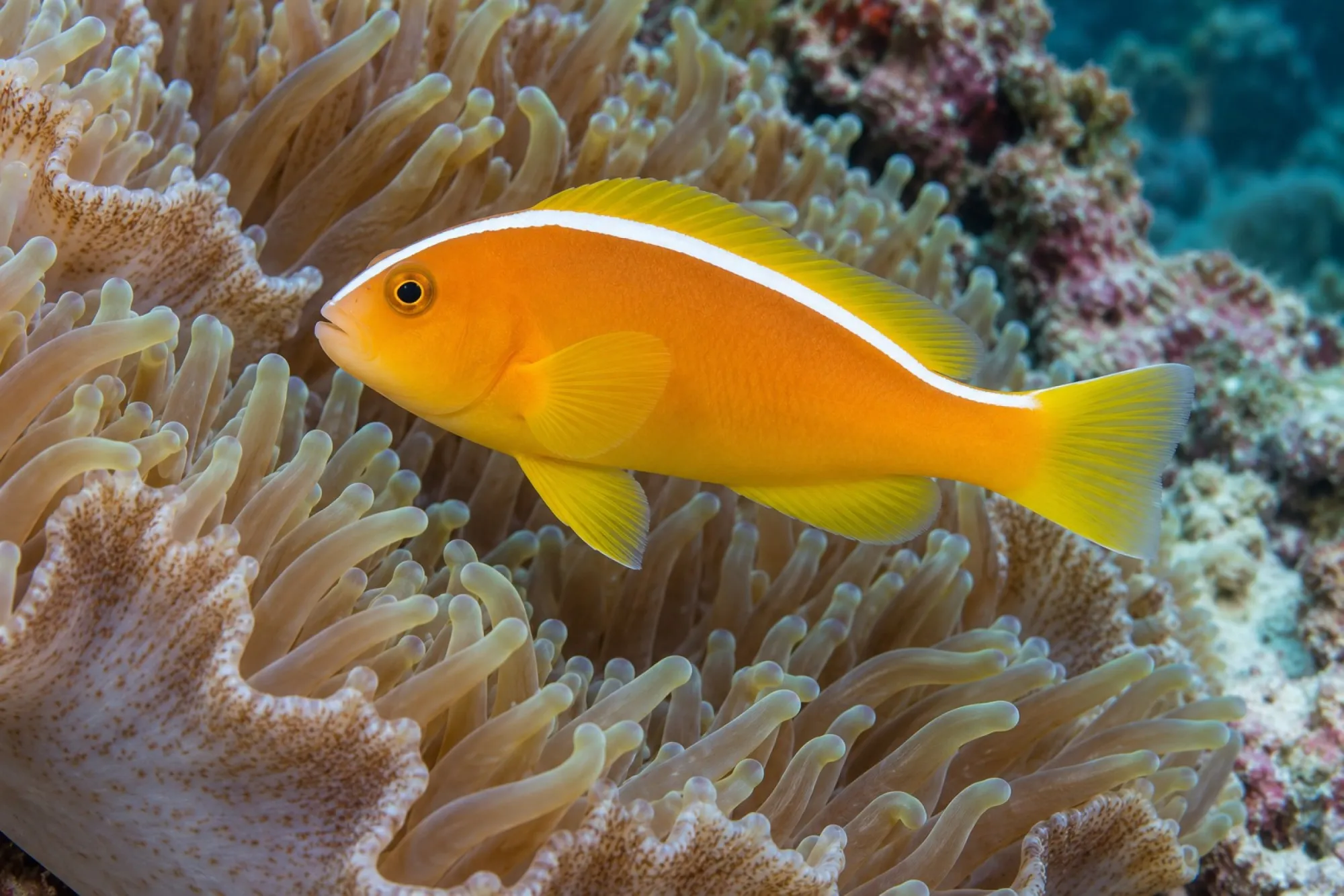 Weißrücken-Anemonenfisch Nachzucht, Amphiprion sandaracinos