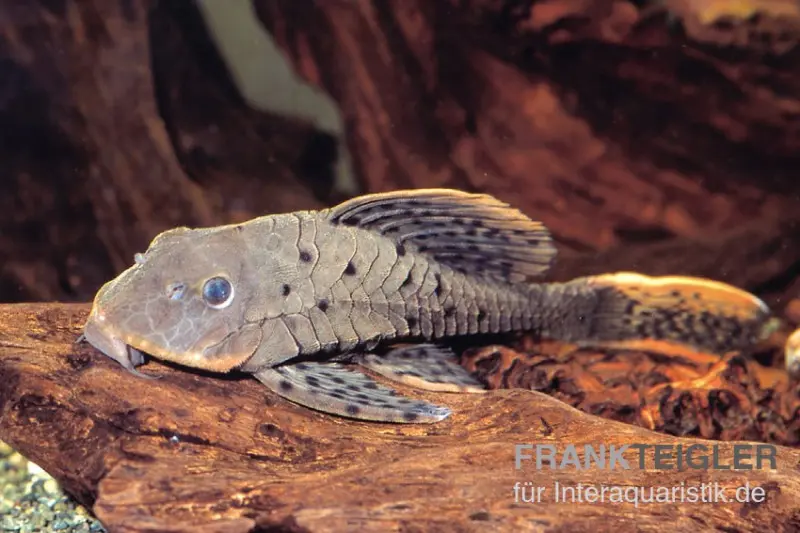 Wels L95 Rotbart-Tannenzapfenwels, Pseudorinelepsis pellegrini, 25-30 cm