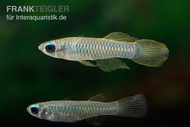 Normans Leuchtaugenfisch, Aplocheilichthys normani (Minifisch)