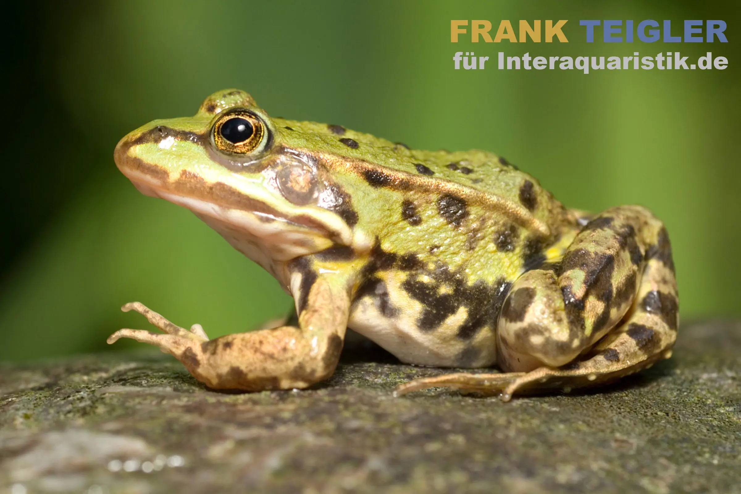 Nahaufnahme eines grün-braun gefleckten Frosches auf einem Stein; Vordergrund fokussiert auf Kopf und Auge, unscharfer grüner Hintergrund, oben rechts sichtbares Wasserzeichen/Logo. Geeignet für Produktdarstellung in Terraristik und Aquaristik.