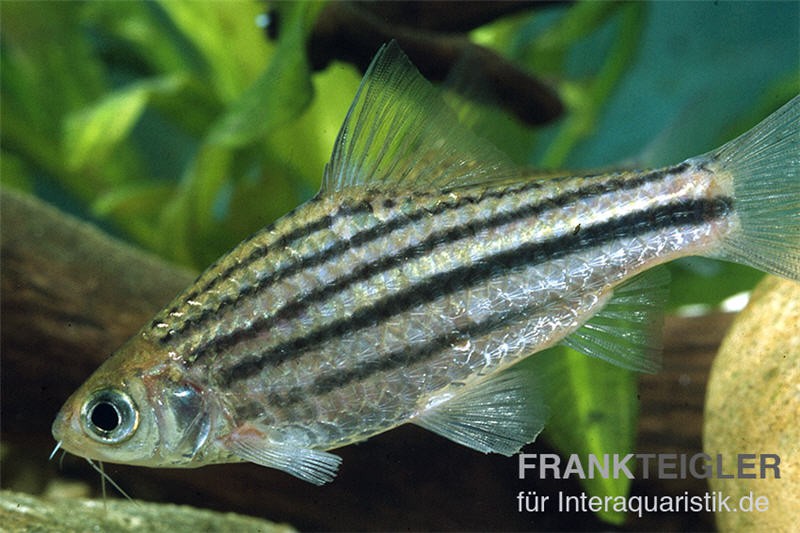 Linienbarbe, Barbus johorensis