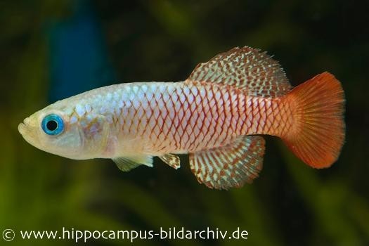 Killifisch Torfansatz Nothobranchius palmqvistii, 30 Eier