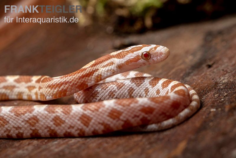 Kornnatter, Pantherophis guttatus BUTTER