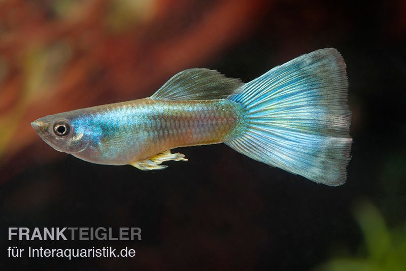 Guppy Moskau grün, Poecilia reticulata, Guppy Weibchen