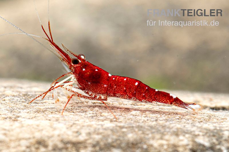 Weißpunkt-Kardinals-Garnele, Caridina spec. White Spot Red Bee