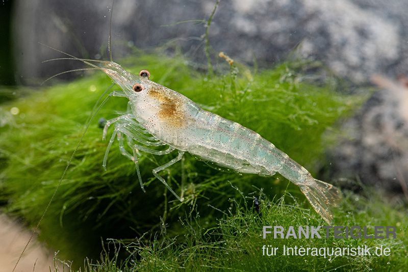 Sulawesi Inlandsgarnele, Caridina pareparensis (Malawa-Garnele)