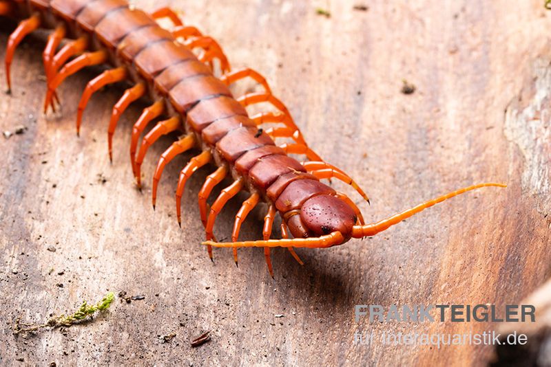 Hundertfüßer, Scolopendra subspinipes "Malay Red Cherry"