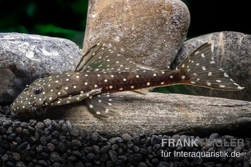 Weißpunkt-Fliegerharnischwels, L235, Pseudolithoxus anthrax, 6-9 cm