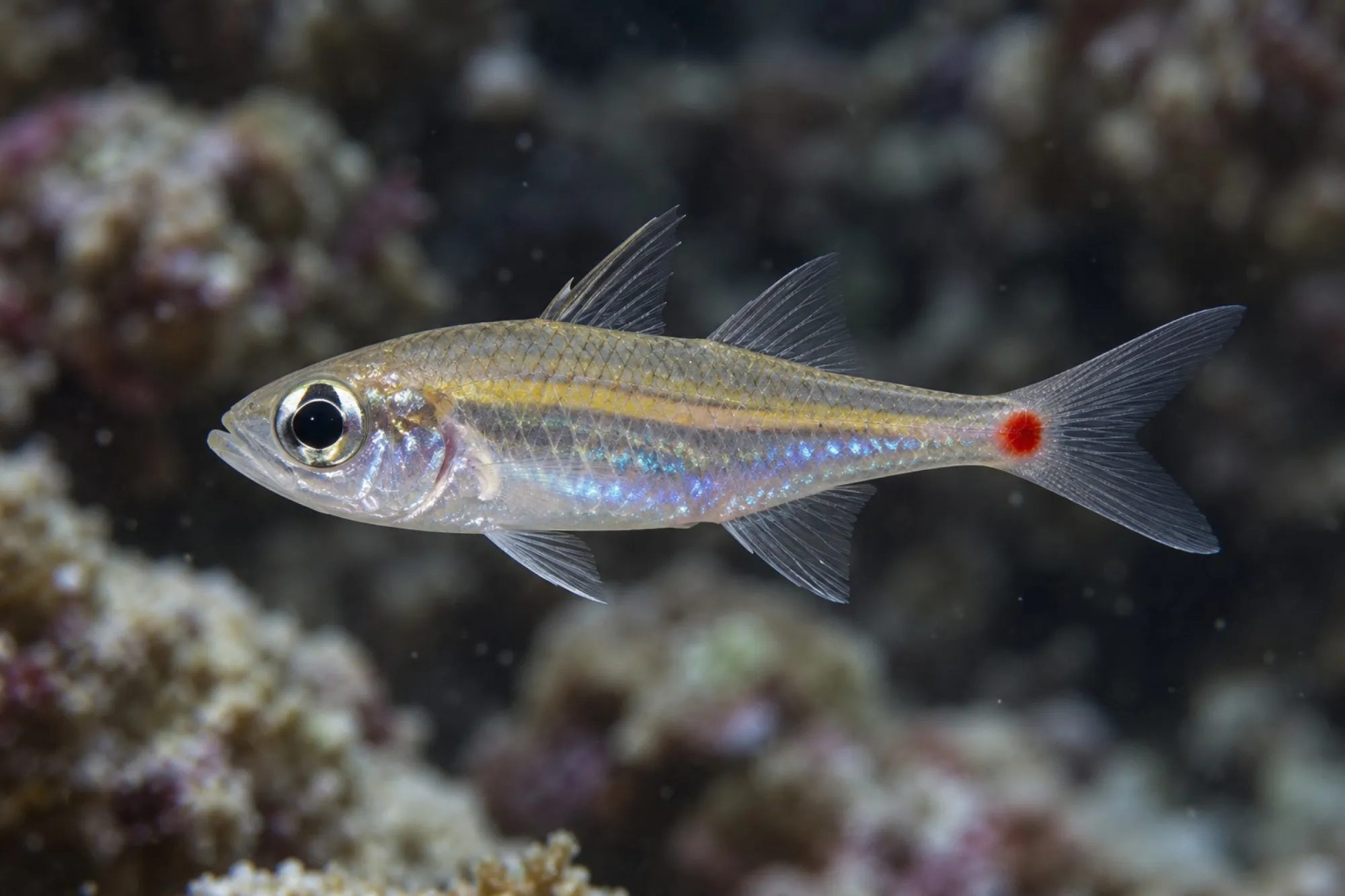 Rotfleck Kardinalbarsch, Ostorhinchus parvulus