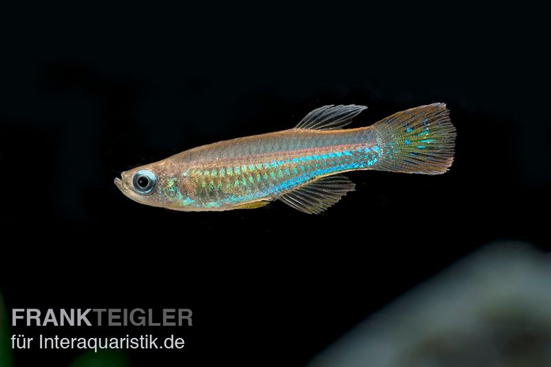 Roter Leuchtaugenfisch, Aplocheilichthys luxophtalmus (Minifisch)