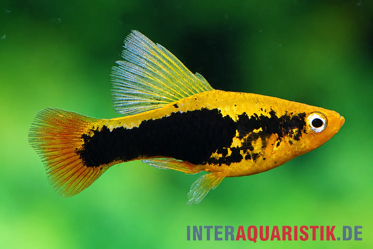 Seitenaufnahme des Hawaii Platy "Highfin" (Xiphophorus variatus), gelb mit breitem schwarzem Seitenband und hoher Rückenflosse – pflegeleichter Zierfisch für Aquaristik