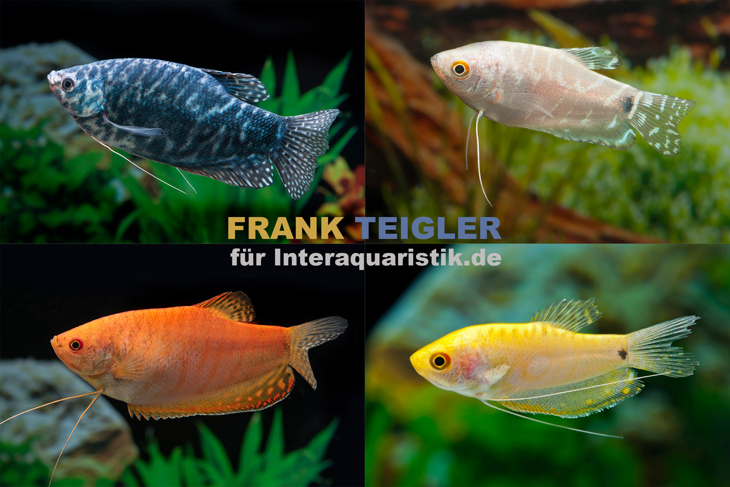 Fadenfisch-Mix, Trichogaster sp. im Mix