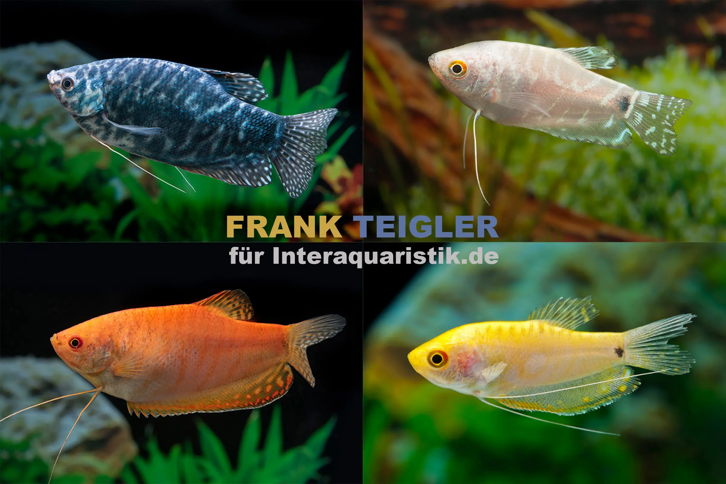 Fadenfisch-Mix, Trichogaster sp. im Mix