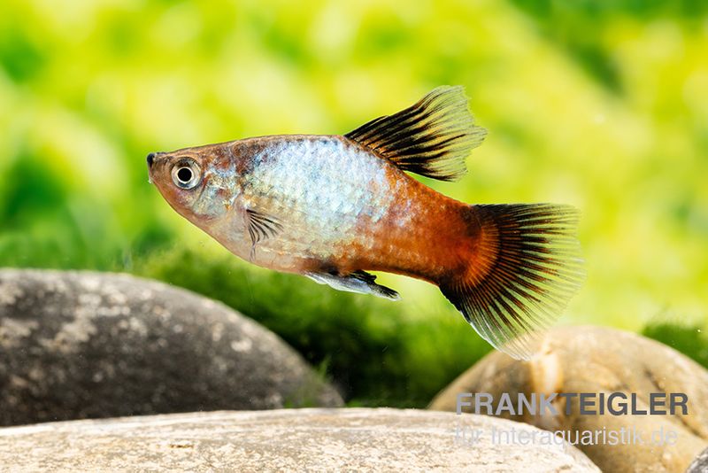 Regenbogen-Platy Hochflosse, Xiphophorus maculatus