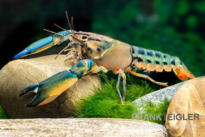 Cherax "Blue Lightning Striped", Cherax misolicus, Paar (1 Männchen + 1 Weibchen)