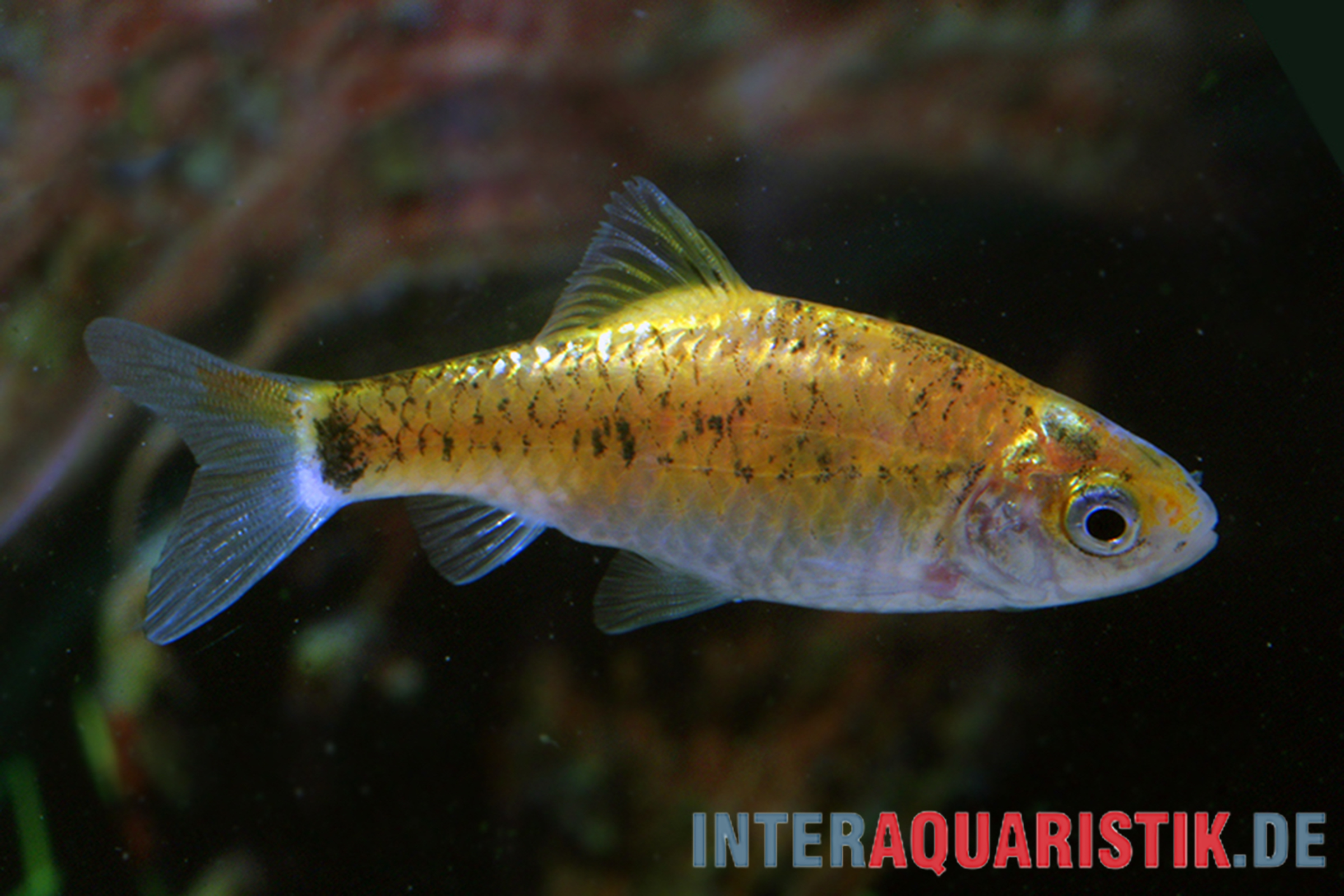 Brokatbarbe Neon Yellow, Barbodes schuberti Neon Yellow