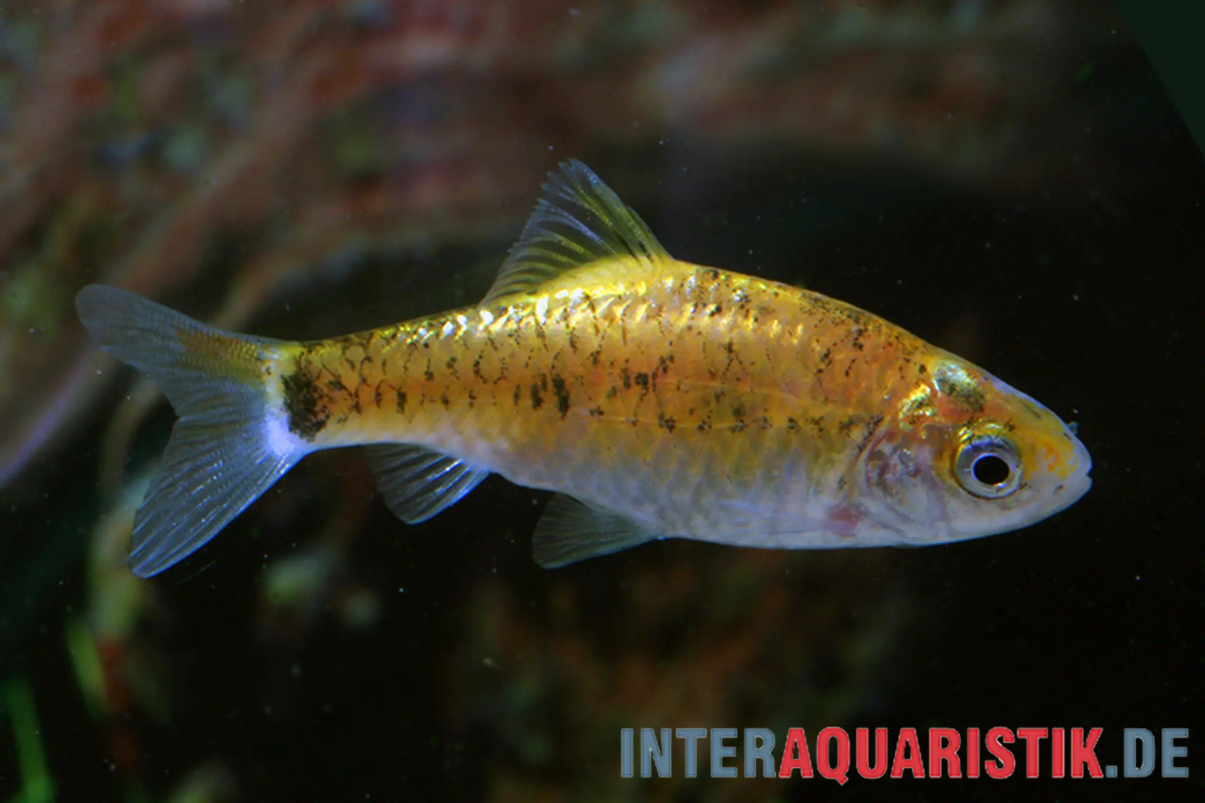 Brokatbarbe Neon Yellow, Barbodes schuberti Neon Yellow